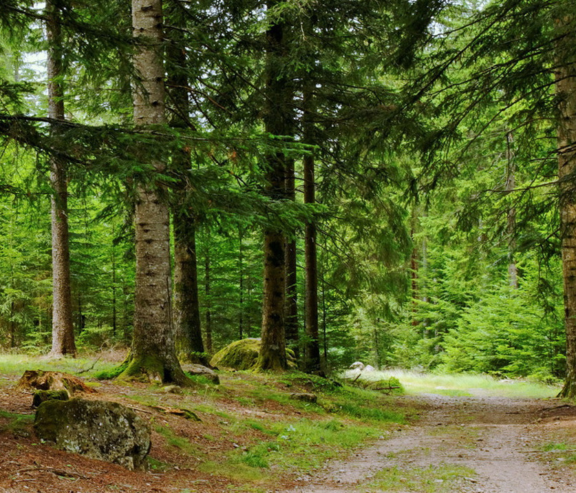 Der vogtländische Wald Über uns Waldwirtschaft Jacob